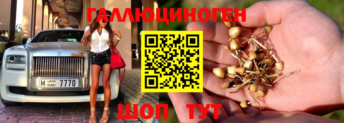 Грозный  Псилоцибиновые грибы GOLDEN TEACHER  Вход с VPN 